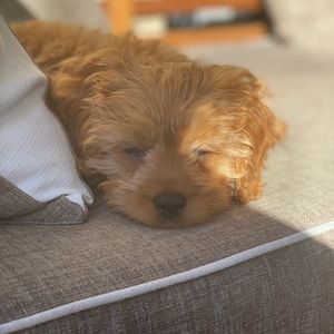 Meet your Posher, Rebecca